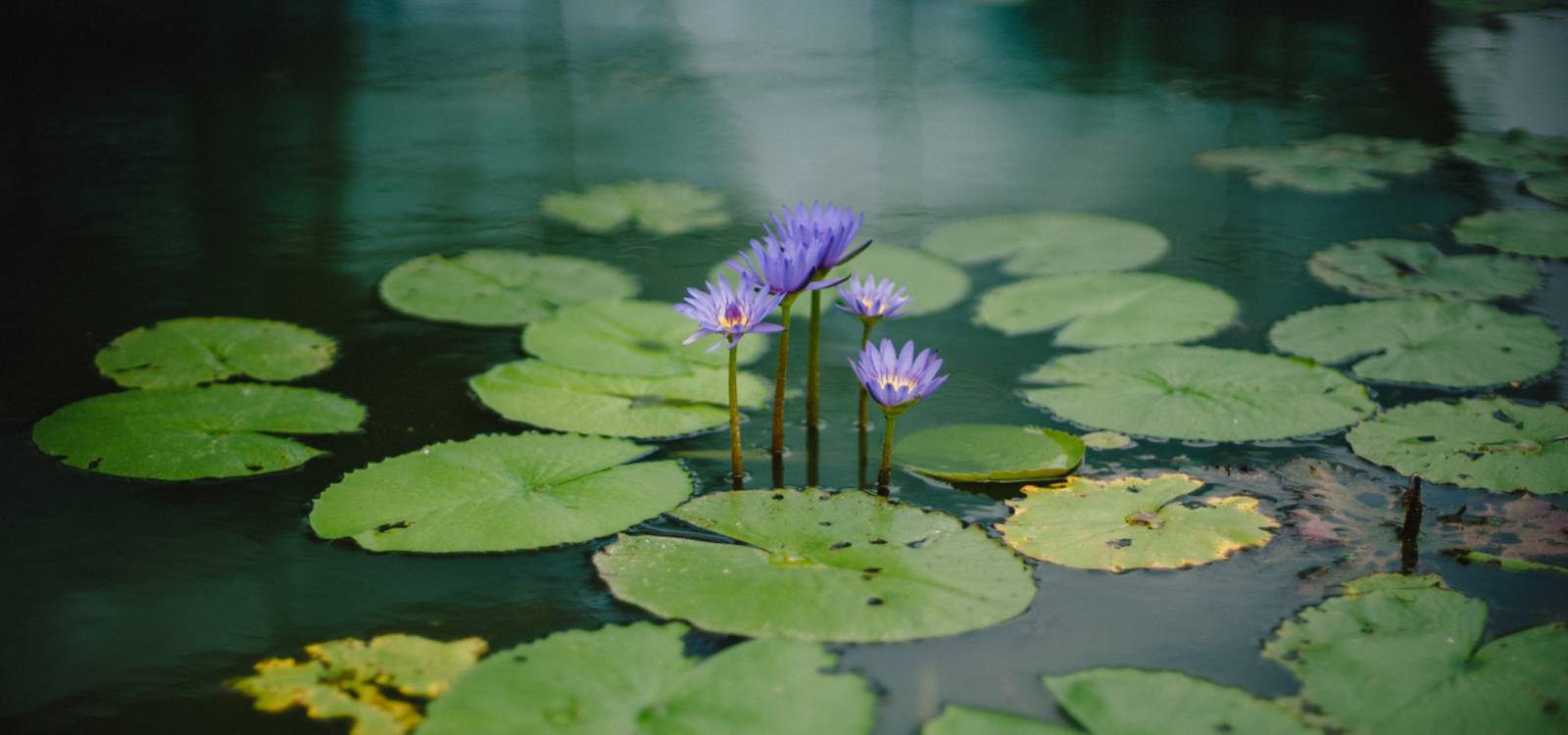 purple-pond-flowers.jpg